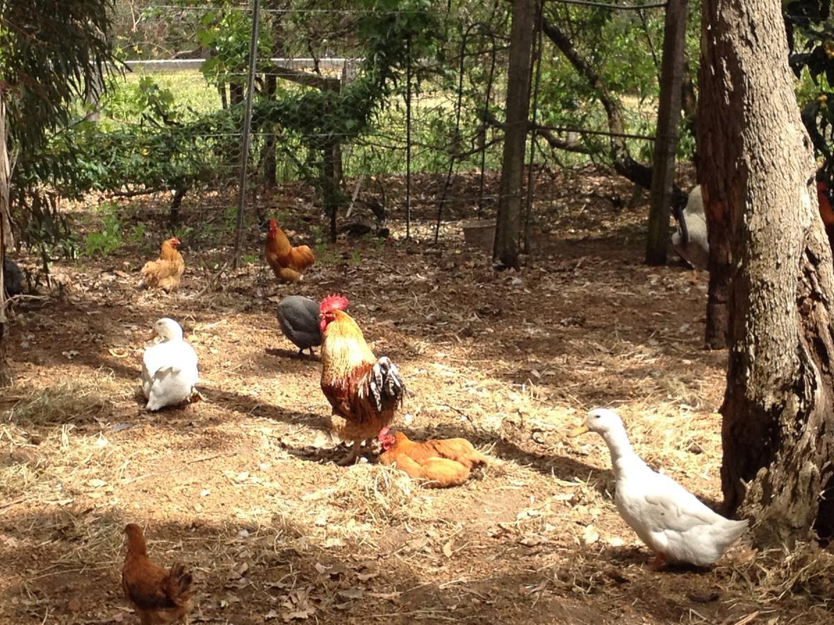 Whispering Pines Bed And Breakfast Collie Εξωτερικό φωτογραφία